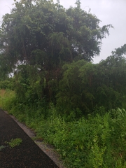 Juniperus virginiana