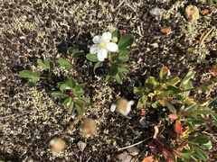 Sibbaldiopsis