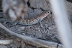 Aspidoscelis exsanguis