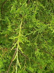Juniperus virginiana