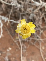 Baileya multiradiata