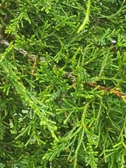 Juniperus virginiana