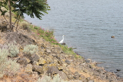Ardea alba