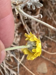 Baileya multiradiata