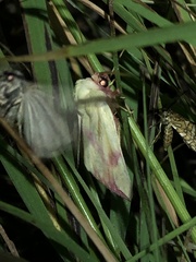 Thurberiphaga diffusa