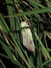 Thurberiphaga diffusa