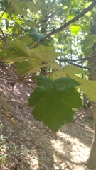 Torminalis glaberrima