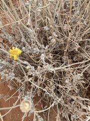 Baileya multiradiata