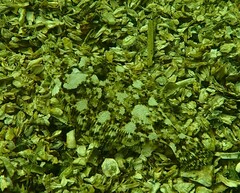 Citharichthys stigmaeus