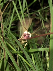 Thurberiphaga diffusa