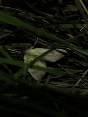 Thurberiphaga diffusa