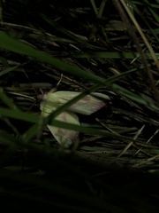 Thurberiphaga diffusa