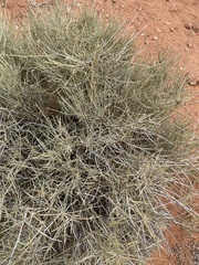 Ephedra
