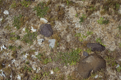 Heliotropium formosanum