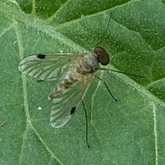 Chrysopilus modestus