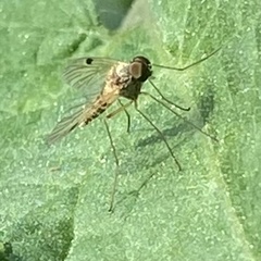 Chrysopilus modestus