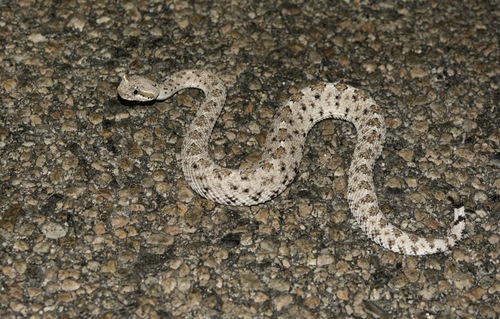 Sidewinder, Borrego Springs, CA 92004, USA, photo 8 of 10