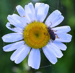 Grammoptera subargentata