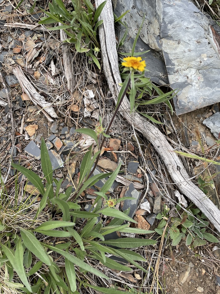 California Dwarf Sunflower from Siskiyou, ShastaTrinity National