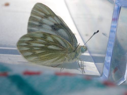 Western White photo 4