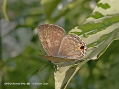 Catochrysops panormus
