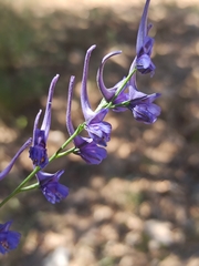Delphinium gracile