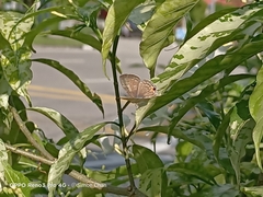 Catochrysops panormus