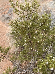 Larrea tridentata