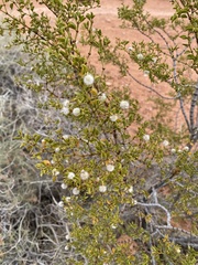 Larrea tridentata