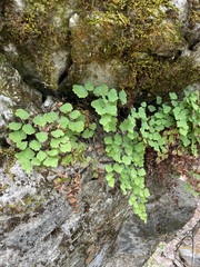 Adiantum shastense image