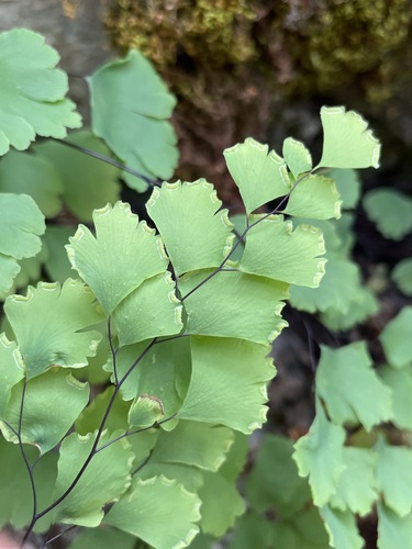 Image of Shasta Maidenhair Fern (Adiantum shastense) by (c) Matt Berger, some rights reserved (CC BY)