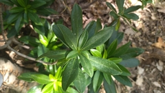 Daphne laureola