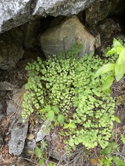 Adiantum shastense