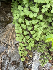 Adiantum shastense
