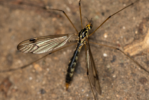 four-spotted cranefly, photo 8 of 8