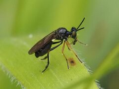 Dioctria longicornis