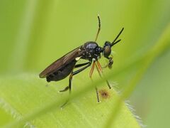 Dioctria longicornis