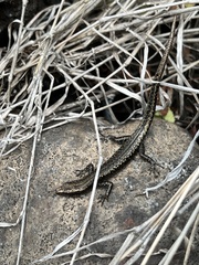 Cryptoblepharus poecilopleurus