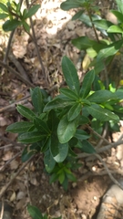 Daphne laureola