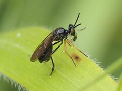 Dioctria longicornis