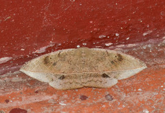 Oxydia vesulia