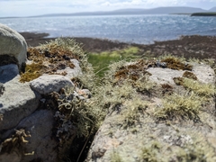 Ramalina siliquosa