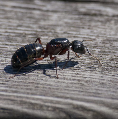 Hercules Carpenter Ant