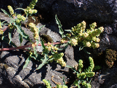 Rumex transitorius
