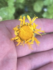 Asteraceae