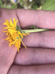 Asteraceae