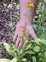 Asteraceae