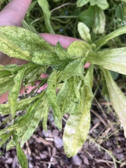 Asteraceae