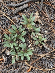 Penstemon oliganthus