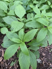 Erechtites hieraciifolius